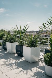 terrace garden